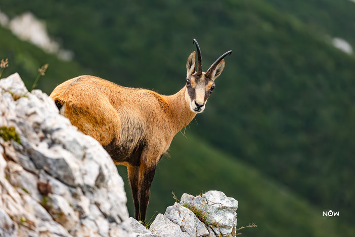 Foto Luca Giavoni