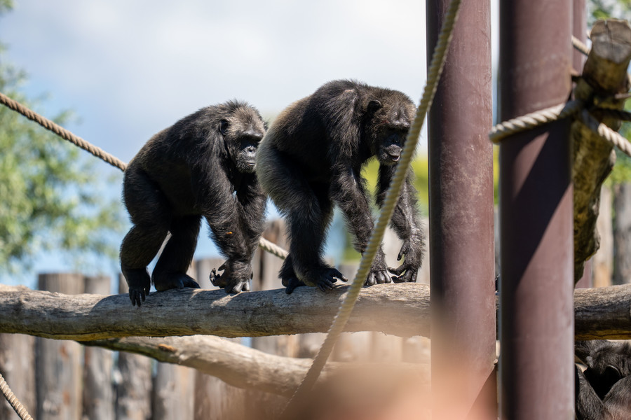 Scimpanzè a rischio estinzione: una serata di divulgazione al Parco Natura Viva