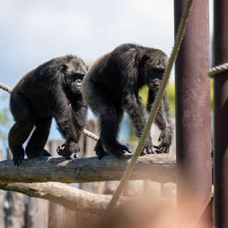 Scimpanzè a rischio estinzione: una serata di divulgazione al Parco Natura Viva