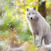 Al Parco Natura Viva arriva il lupo artico