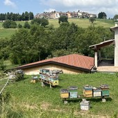 Il miele: l’oro di Cerro